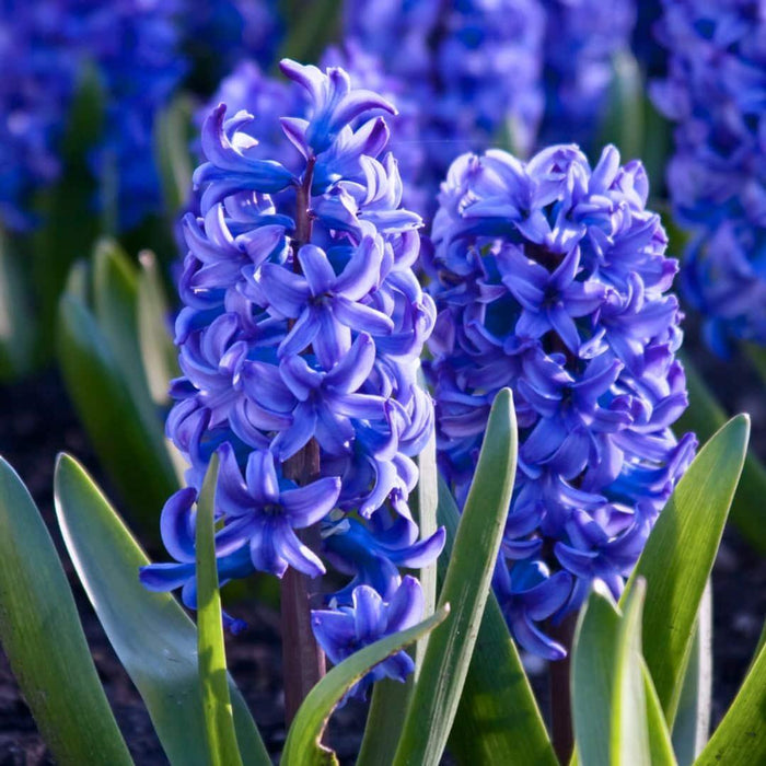 Flowerbulbs Amsterdam - Blue and Purple -  30 bloembollen