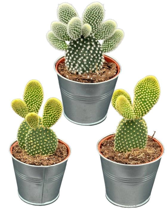 Cactus- opuntia microdasys- 8.5cmØ- ↕️15-20cm hoog- 3 stuks - Zink