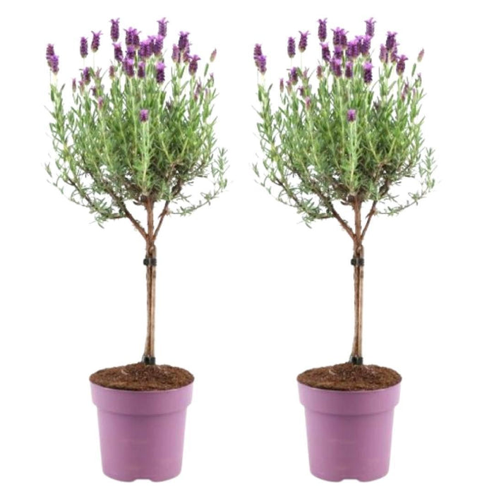 Lavandula stoechas Anouk® op stam - 15 cm pot - set van 2 Franse Lavendels op stam