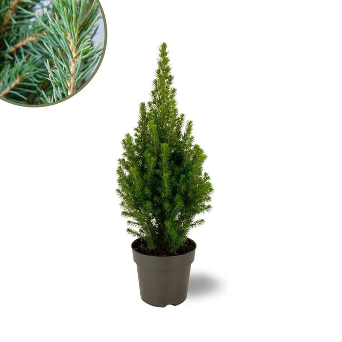 Kerstboompe - Picea Glauca Perfecta - 15 cm Ø - 40 cm ↨