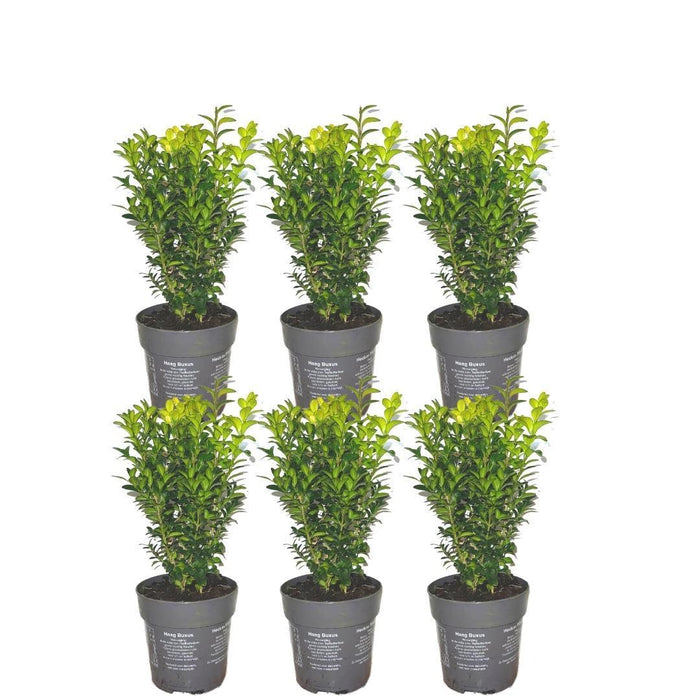 1 meter Buxus Sempervirens haag - ↕20 cm - 6 x Ø12cm