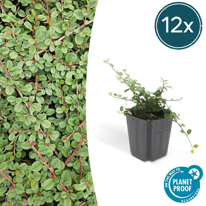 Cotoneaster pr. 'Queen of Carpets' - ↕25cm - Ø9cm - 12x