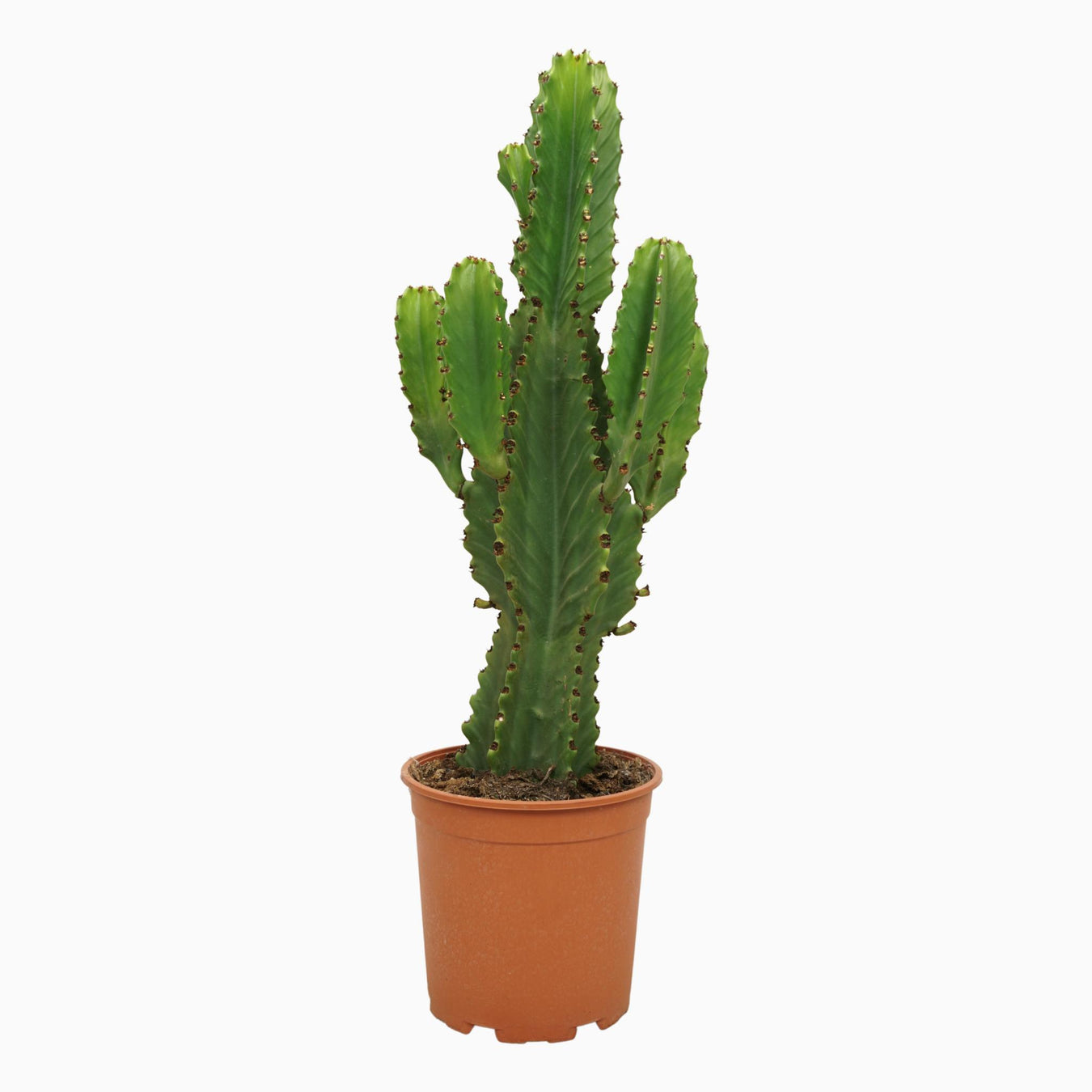 Euphorbia