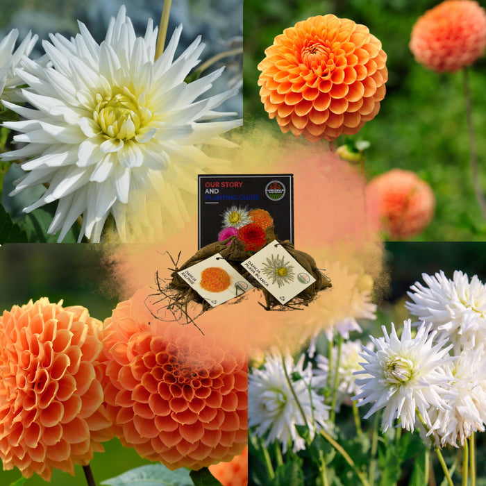 Flowerbulbs Amsterdam Mix Orange Pride, Dahlia Playa Blanca & Dahlia Ralphie, 2 stuks