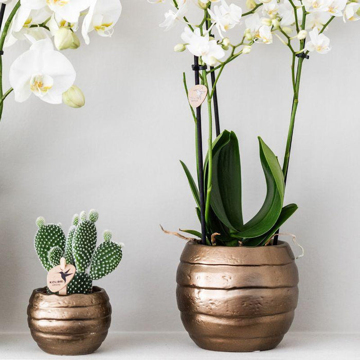 Kolibri Orchids | Plantenset Home Hub grey small | Groene planten met witte Phalaenopsis orchidee in koperkleurige sierpotten en zwart dienblad