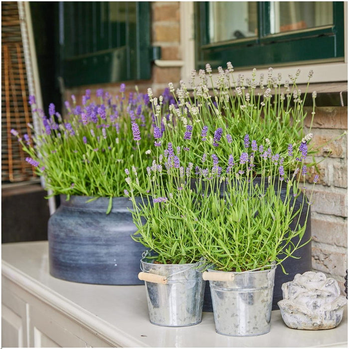 Plants by Frank - Lavandula angustifolia Felice®  in 'Old Look' sierpot - 13 cm pot - set van 3 echte Lavendels in Sierpot