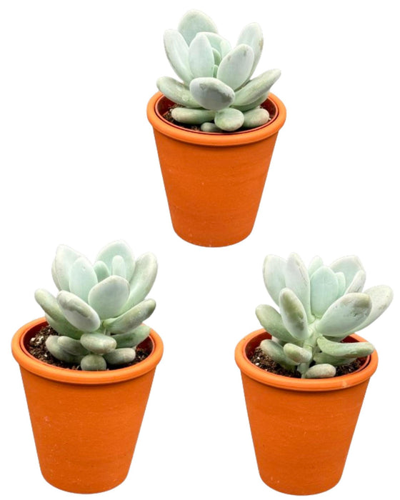 Succulenten- Pachyphytum Oviferum- 8.5cmØ- ↕️12-17cm hoog- 3stuks  - Terracotta