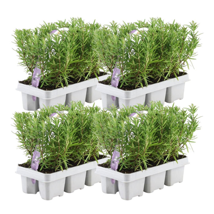 4 x 6 pack Rosmarinus officinalis - 24 x Ø7 cm - ↕20 cm