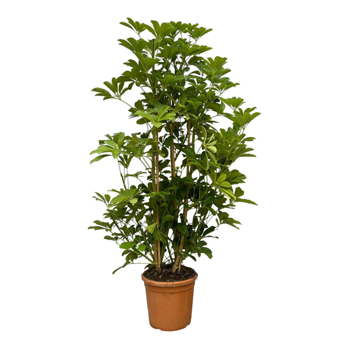 Schefflera Luseana - ↕140 cm - Ø30cm