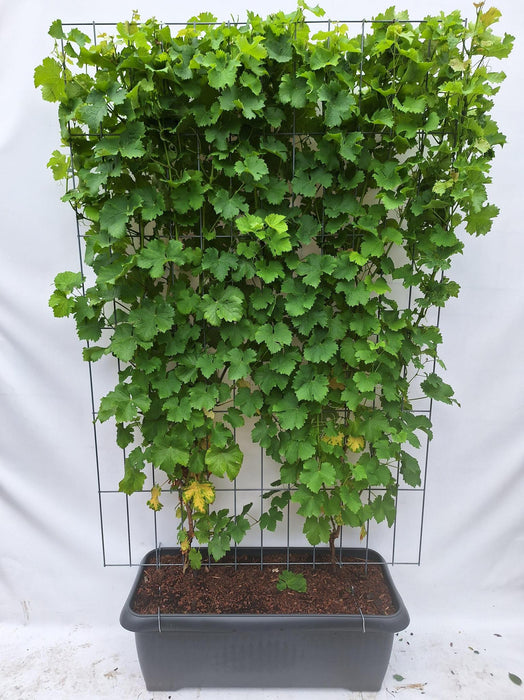 Vitis 'Himrod' - pitloze witte druif - Kant-en-Klaar Haag - 120 x 180 cm