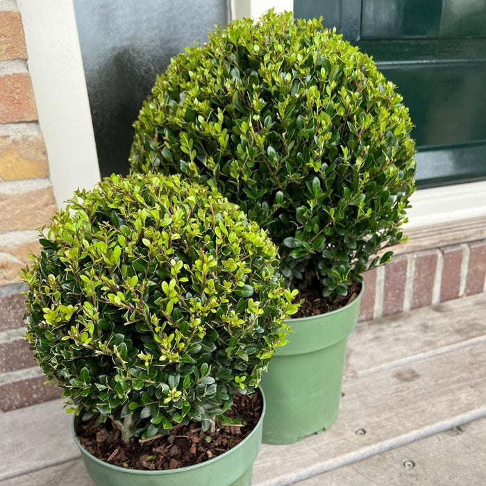 1x Ilex crenata 'Jenny' bol Ø20cm & 1x bol Ø25cm | set van 2 stuks