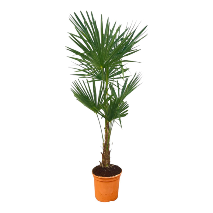 Trachycarpus Fortuneii - ↕160 cm - Ø27cm