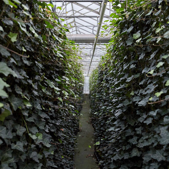 Hedera Hibernica - Klimop - Kant-en-Klaar Haag |  ↔120cm - ↕180cm