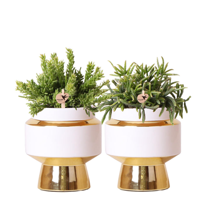 Kolibri Greens | Rhipsalis set van 2 planten in gouden Le Chic sierpotten - keramiek  potmaat Ø9cm