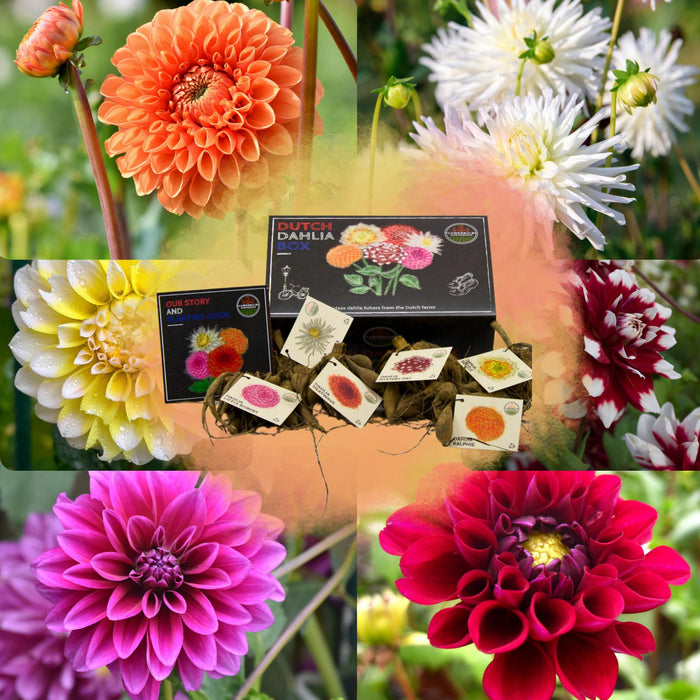 Flowerbulbs Amsterdam - Luxe Box Large, set van 6 Dutch dahlia's