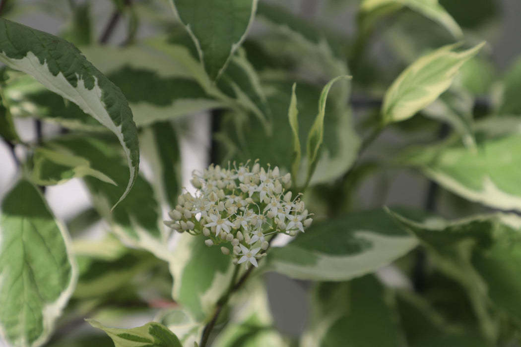 Cornus alba 'Elegantissima' - ↨180cm - 1 pcs