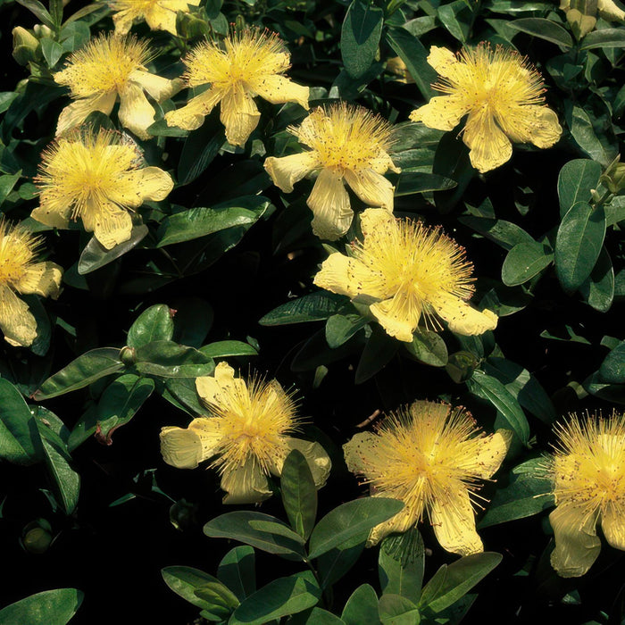 Hypericum calycinum - ↕10-25cm - Ø9cm  - 40x