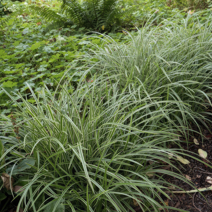 Carex morrowii 'Ice Dance' - ↕10-25cm - Ø9cm - 20x