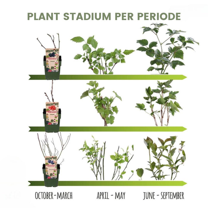 6 x Biologische Kruisbessenplanten - Ø 13 cm - ↨ 20 cm