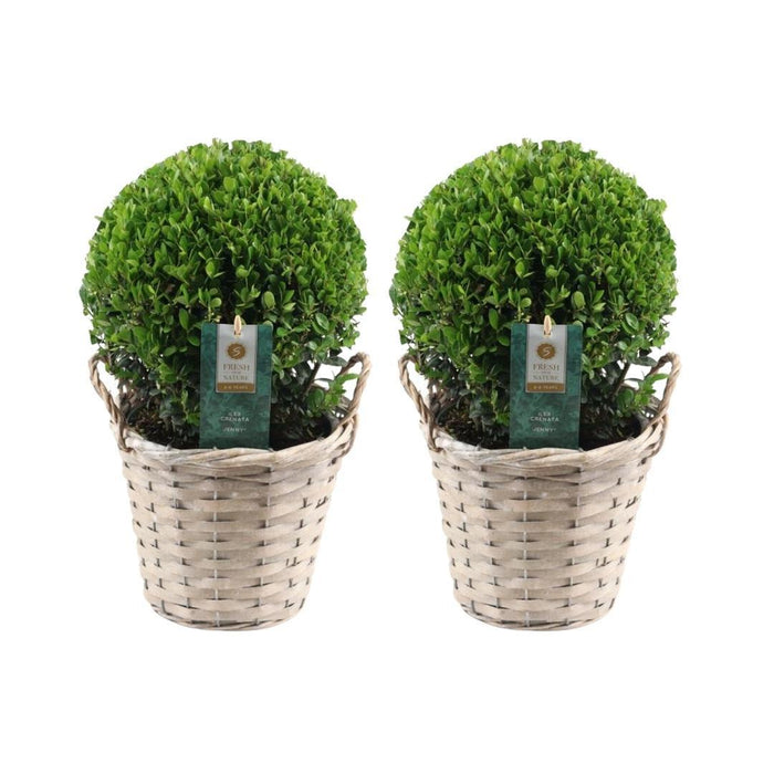 2x Ilex crenata 'Jenny' bol in rietenmand | set van 2 stuks | Ø20 cm