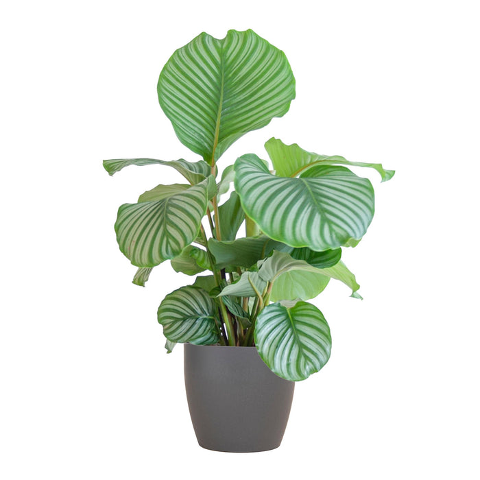 Calathea Orbifolia met Viber grijs - ↕65cm - Ø21cm