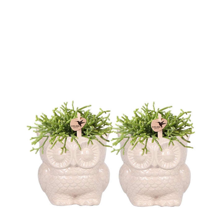 Kolibri Company - Planten set Owl sierpot nudekleurig | Set met groene planten Rhipsalis Ø9cm  | incl. nudekleurige keramieken sierpotten