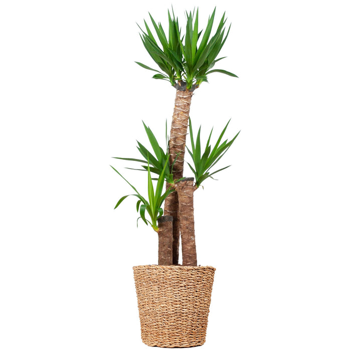 Yucca XL met mand Torun - 125cm - Ø24