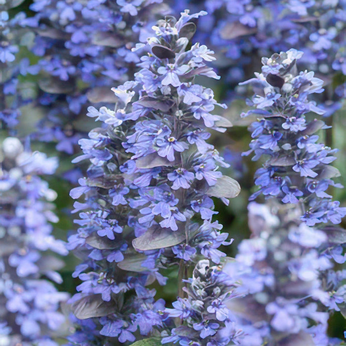 Ajuga reptans - ↕10-25cm - Ø9cm - 12x