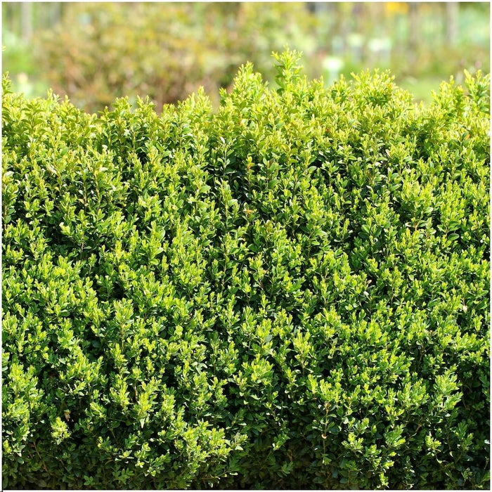 1 meter Buxus Sempervirens haag - ↕20 cm - 6 x Ø12cm