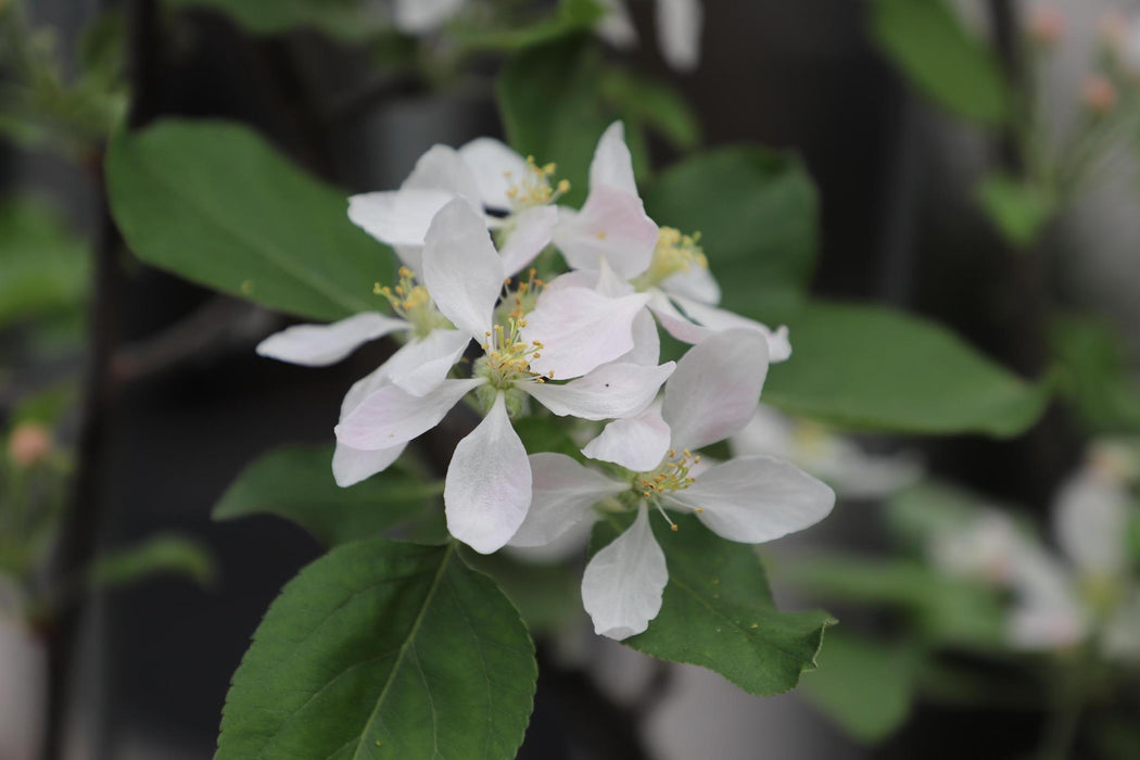 Malus domestica 'Duo-appel' - ↨180cm - 1 pcs