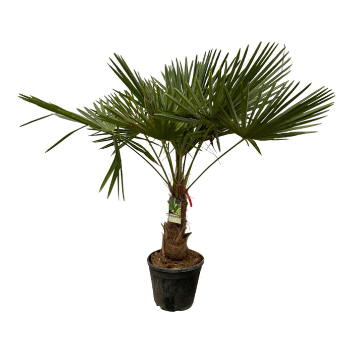 Trachycarpus Fortuneii - ↕200cm - Ø30cm