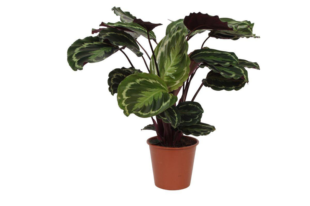 Calathea Medallion - ↕80cm - Ø19cm