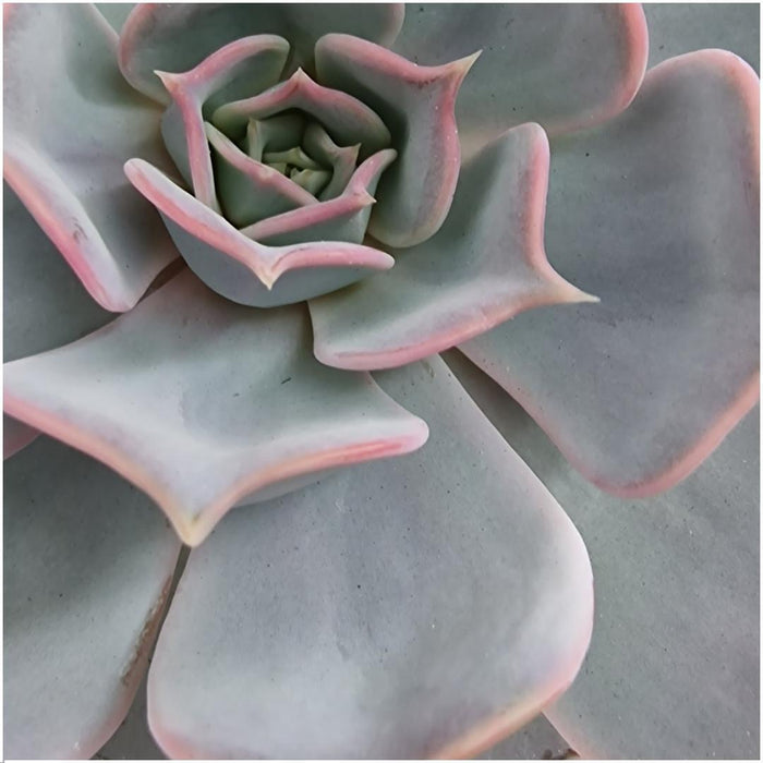 ROOTLESS Succulent Echeveria Lilacina in schaal 'groen' Ø20 cm - ↕5 cm