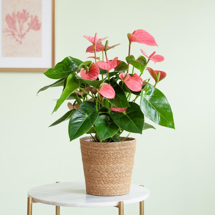 Anthurium Pink explosion met naturel mand - 55cm - Ø17