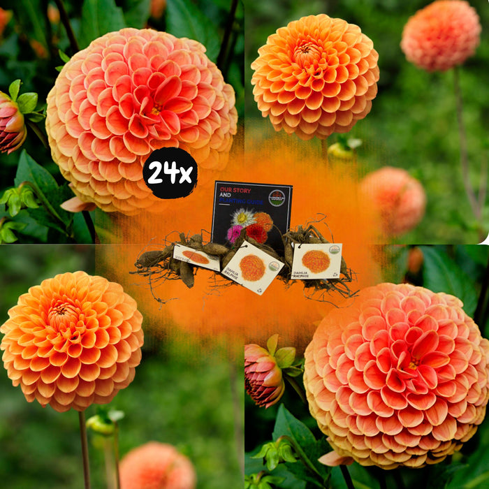 Flowerbulbs Amsterdam - 24 dahlia ralphie knollen voor 4m², glinsterende oranje bloemen