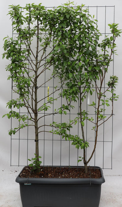 Pyrus communis 'Duo-peer' - ↨180cm - 1 pcs