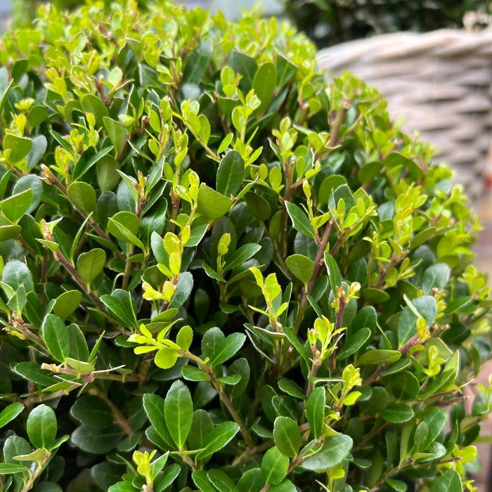 2x Ilex crenata 'Jenny' bol in rietenmand | set van 2 stuks | Ø20 cm