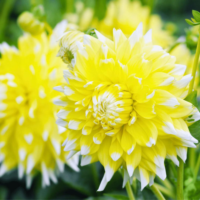 Flowerbulbs Amsterdam - 24 dahlia seattle knollen voor 4m², grootbloemige uitstraling