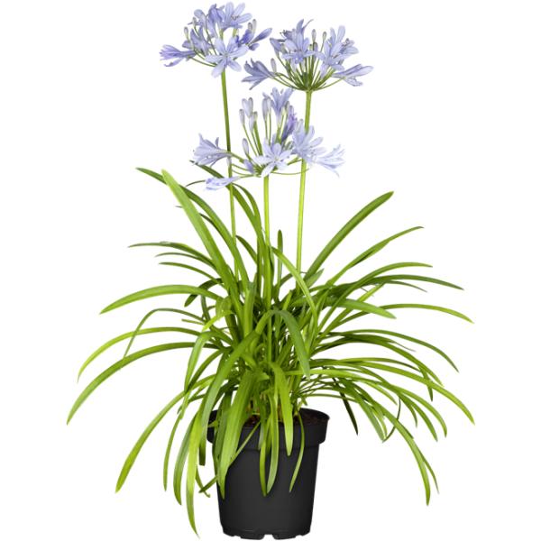 Agapanthus - Blauwe bloemen