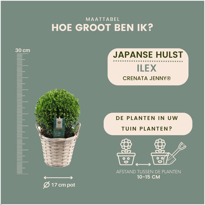 2x Ilex crenata 'Jenny' bol in rietenmand | set van 2 stuks | Ø20 cm