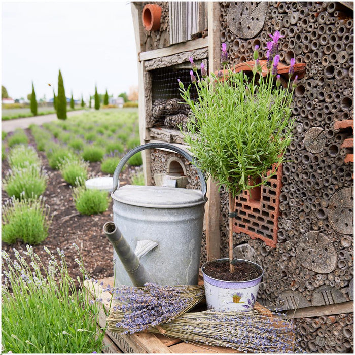 Lavandula stoechas Anouk® op stam in Lavendelprint sierpot - 15 cm pot - set van 2 Franse Lavendels op stam in sierpot