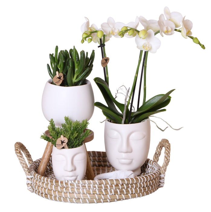 Kolibri Orchids | Complete plantenset Face-2-Face wit  | Groene planten met witte Phalaenopsis orchidee in Scandic wit sierpot en Face-2-Face witte sierpotten incl. accessoires