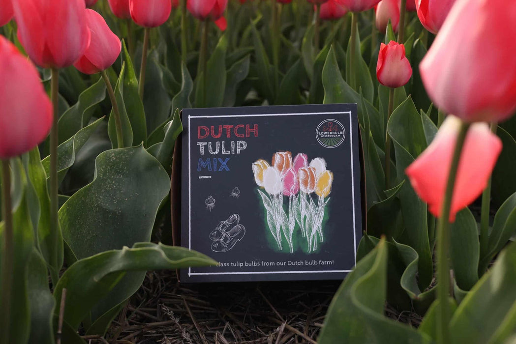 Flowerbulbs Amsterdam - Dutch Tulip Mix - Luxe box medium, 40 bloembollen voor 1 m2 bloemenpracht - Maat 12+