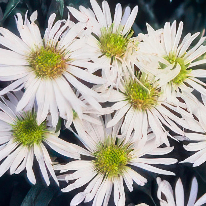 Aster ageratoides 'Ashvi' - ↕25cm - Ø9cm  - 12x