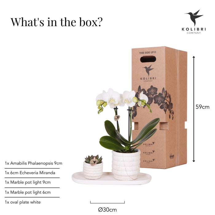 Kolibri Company | Plantenset Slow Living small  | Witte Phalaenopsis Orchidee Lausanne en Succulent incl. keramieken sierpotten op wit organisch dienblad