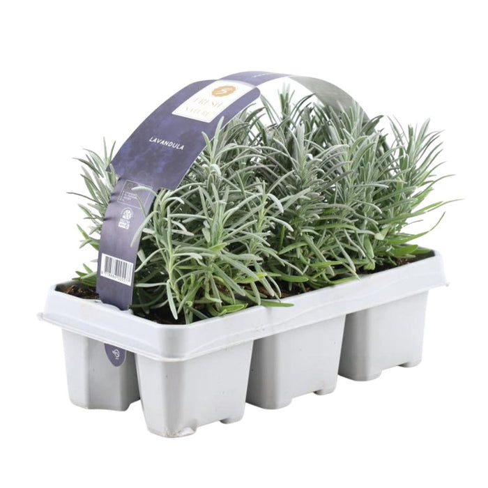 6 pack Lavendel angustifolia - 6 x Ø7 cm - ↕15 cm