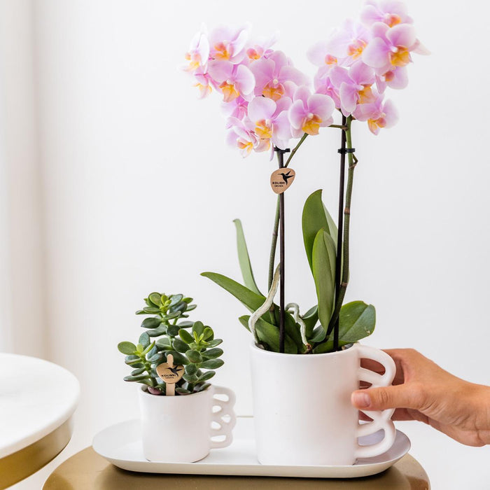 Kolibri Greens | Planten set - met 3 Rhipsalis mix - incl. keramieken sierpotten | potmaat Ø9cm