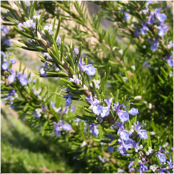 6 Rozemarijnplanten in deco bakje  | 6 x Ø7 cm | ↕15 cm | Rosmarinus offincalis - Blue