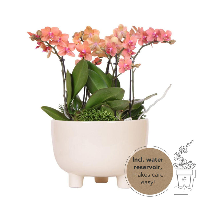 Kolibri Orchids | oranje plantenset in Gummy dish incl. waterreservoir | drie oranje orchideeën en drie groene planten Rhipsalis | Jungle Bouquet oranje met zelfvoorzienend waterreservoir