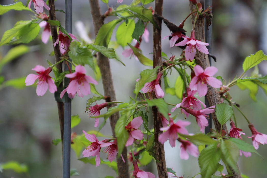 Prunus 'Okame' - ↨180cm - 1 pcs